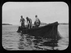 Image of Three men in dory work with nets